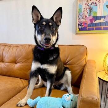 Lentil Lou The Loving Little Shepherd -  German Shepherd Dog and Australian Kelpie Dog Available for Adoption in Friendswood, Texas - Lentil Lou The Loving Little Shepherd | PetCurious