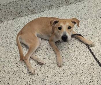 Princess Unicorn - ADOPTED -  Mixed Breed Dog for Adoption in Atlanta, Georgia - Princess Unicorn - ADOPTED | PetCurious