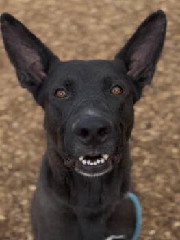 Shepherd and Belgian Shepherd Malinois Dogs Available for Adoption - Cleveland Urgently Needs Foster Or Adopter | PetCurious