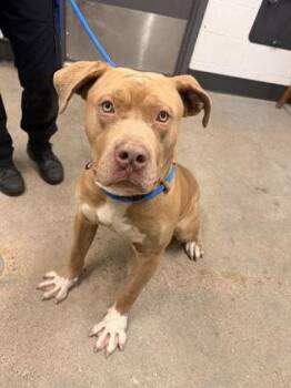 Maximus -  Pit Bull Terrier Dog for Adoption in Cleveland, Ohio - Maximus | PetCurious