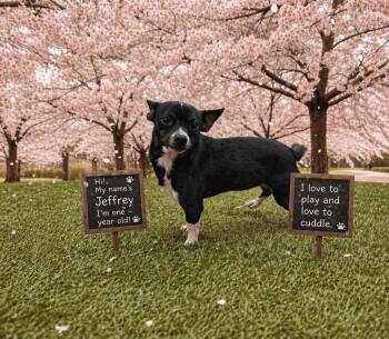 Chihuahua and Terrier Dogs Available for Adoption in Murphys, California - Jeffrey  | PetCurious