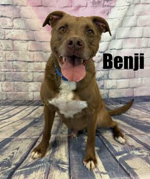 Labrador Retriever and Boxer Dogs Available for Adoption - Benji | PetCurious