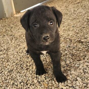 Terrier Dogs Available for Adoption - Dot JuM | PetCurious