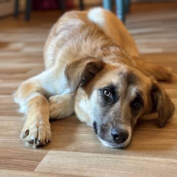 Anatolian Shepherd Dogs Available for Adoption in New York, New York - Peach Fuzz | PetCurious