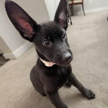 Rocko -  Shepherd Dog for Adoption in Rockville, Maryland - Rocko | PetCurious