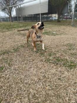 Rescue Chiweenie Dogs for Adoption in Spring, Texas - Bow | PetCurious