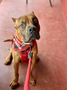 Rescue Boxer Dogs for Adoption in San Diego, California - Lucky | PetCurious