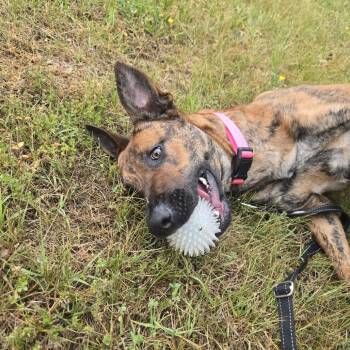 Sundae -  Shepherd and Mixed Breed Dog for Adoption in Lynchburg, Virginia - Sundae | PetCurious