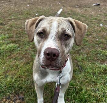 Terrier Dogs Available for Adoption - Billie | PetCurious