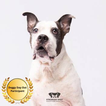 Bobo -  American Bulldog and Terrier Dog for Adoption in Tampa, Florida - Bobo | PetCurious