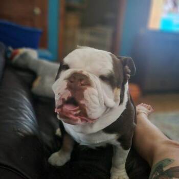Diego -  English Bulldog Dog for Adoption in Chicago, Illinois - Diego | PetCurious