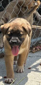 Rescue Mixed Breed Dogs for Adoption in Bruce, Mississippi - Male Puppy | PetCurious