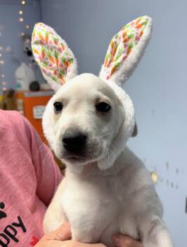 Anatolian Shepherd and Boxer Dogs Available for Adoption - Hudson | PetCurious