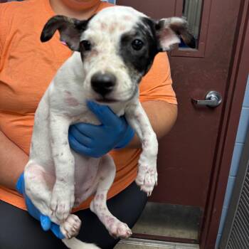 Tia -  Mixed Breed Dog for Adoption in Saint Joseph, Missouri - Tia | PetCurious