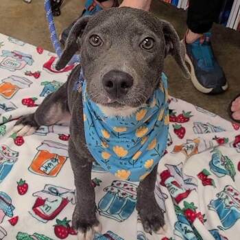 Spike -  Pit Bull Terrier and Weimaraner Dog for Adoption - Spike | PetCurious