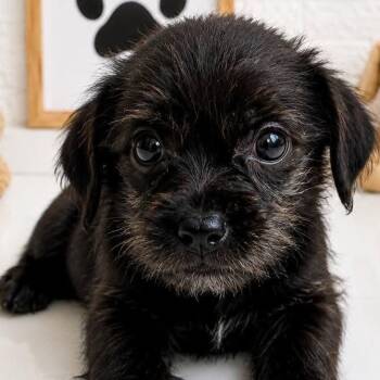 PUPPET (out of town) -  Shih Tzu Dog for Adoption in New York, New York - PUPPET (out Of Town) | PetCurious