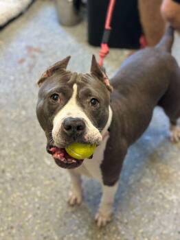 Nefertiti -  American Bulldog Dog for Adoption in Lakeland, Florida - Nefertiti | PetCurious