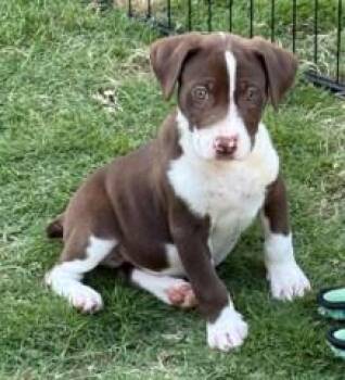 Mel Torme -  Labrador Retriever and Mixed Breed Dog for Adoption in Morristown, New Jersey - Mel Torme | PetCurious
