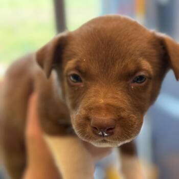 Hound and Pit Bull Terrier Dogs Available for Adoption in Madisonville, Tennessee - Persia | PetCurious