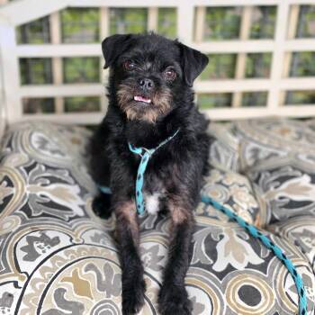 PJ - Costa Mesa Location -  Terrier and Poodle Dog for Adoption in Chino Hills, California - PJ - Costa Mesa Location | PetCurious