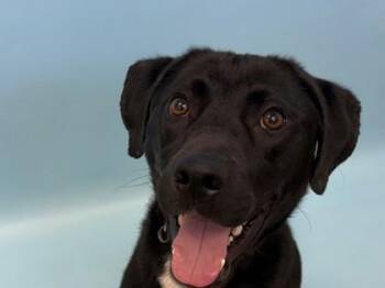 Dubai -  Labrador Retriever and Mixed Breed Dog for Adoption in Woodbury, Minnesota - Dubai | PetCurious