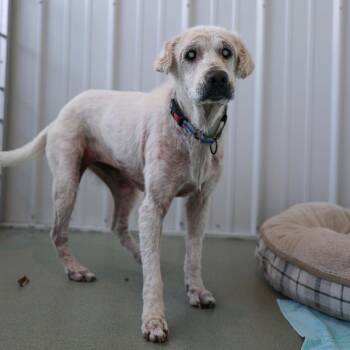 Betty White -  Labrador Retriever Dog for Adoption in Bradenton, Florida - Betty White | PetCurious