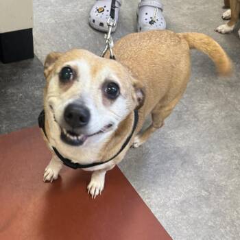 Lucky -  Mixed Breed Dog for Adoption in Philadelphia, Pennsylvania - Lucky | PetCurious