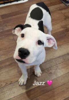 Rescue American Bully Dogs for Adoption in Rockwall, Texas - Jazz | PetCurious