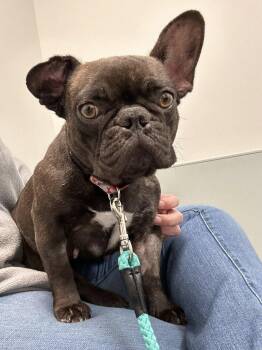 Maggie -  French Bulldog Dog Available for Adoption in Morgantown, West Virginia - Maggie | PetCurious