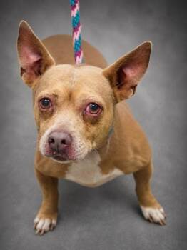 Sugar -  Chihuahua and Mixed Breed Dog for Adoption in Bowling Green, Kentucky - Sugar | PetCurious