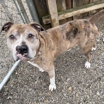 Pit Bull Terrier Dogs Available for Adoption - Big Mac | PetCurious