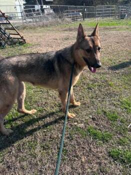 German Shepherd Dog Dogs Available for Adoption - Cocoa Puff | PetCurious
