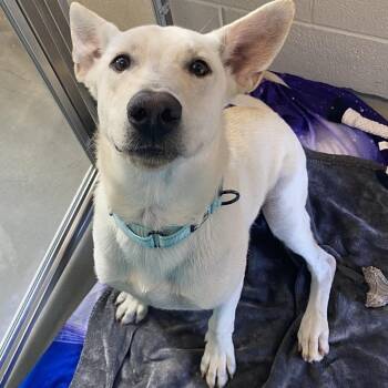 Vince -  Shepherd Dog for Adoption in Wilmington, Delaware - Vince | PetCurious