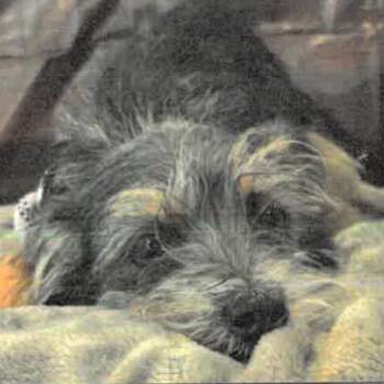 Mabel A2294688 -  Schnauzer Dog for Adoption in Los Angeles, California - Mabel A2294688 | PetCurious