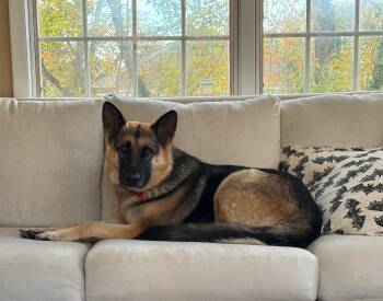 Rescue German Shepherd Dog Dogs for Adoption - Coco | PetCurious
