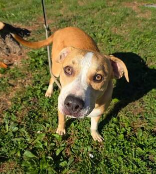 Clyde -  Pit Bull Terrier Dog for Adoption in Springfield, Illinois - Clyde | PetCurious