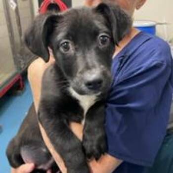 Dachshund and Mixed Breed Dogs Available for Adoption - NY Lucy Avail Mar 7 (Tractor Supply Patterson NY) | PetCurious