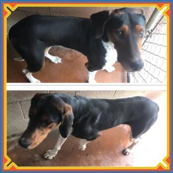 Treeing Walker Coonhound Dogs Available for Adoption in Buckhannon, West Virginia - DR. PEPPER | PetCurious