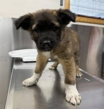 KING -  Labrador Retriever and Husky Dog for Adoption in Fairbanks, Alaska - KING | PetCurious