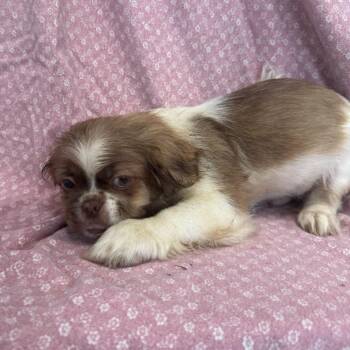 Phil -  Pekingese and Mixed Breed Dog for Adoption in San Antonio, Texas - Phil | PetCurious