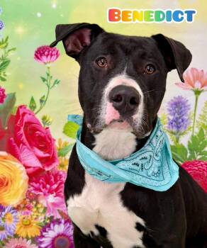 Mixed Breed Dogs Available for Adoption in Flint, Michigan - Benedict | PetCurious