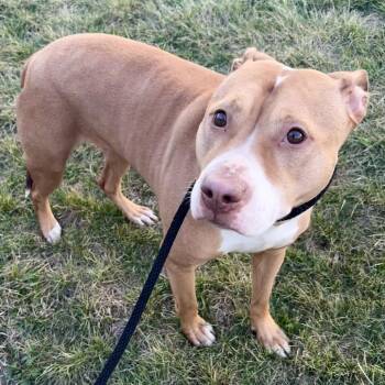 Pit Bull Terrier Dogs Available for Adoption in Saint Joseph, Missouri - Diamonds | PetCurious