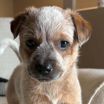 Crown Royal -  Australian Cattle Dog Blue Heeler and Mixed Breed Dog for Adoption in Normal, Illinois - Crown Royal | PetCurious