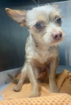 Maltese and Yorkshire Terrier Dogs Available for Adoption in Tifton, Georgia - Davie | PetCurious