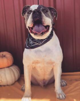 Rescue American Bulldog Dogs for Adoption in Lubbock, Texas - Waldo | PetCurious