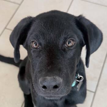 Niko -  Labrador Retriever Dog for Adoption in Concord, California - Niko | PetCurious