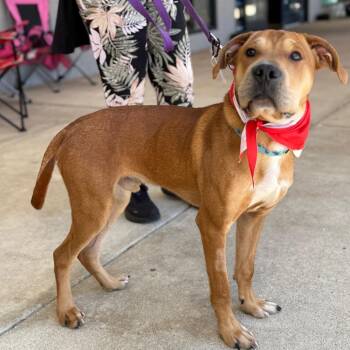 Shar Pei Dogs Available for Adoption in Fairfax, Virginia - Elmo GR | PetCurious