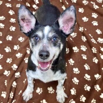 Dachshund Dogs Available for Adoption in Groveland, Massachusetts - Dobby | PetCurious