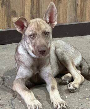 Oliver -  Labrador Retriever Dog for Adoption in The Woodlands, Texas - Oliver | PetCurious