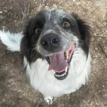 Callie -  Border Collie and Mixed Breed Dog for Adoption in Branson, Missouri - Callie | PetCurious